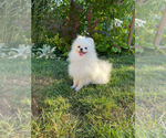 Small #1 Pomeranian