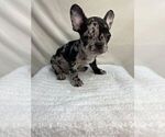 Small #3 French Bulldog