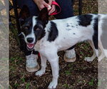 Small Photo #22 Border Collie-Unknown Mix Puppy For Sale in Canton, CT, USA