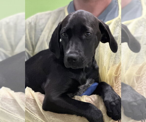 Medium Photo #2 Mutt Puppy For Sale in Elmsford, NY, USA