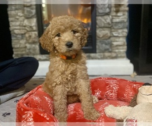 Goldendoodle Puppy for Sale in LAKE PANASOFFKEE, Florida USA