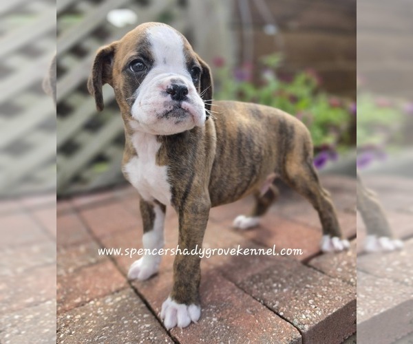 Medium Photo #9 Boxer Puppy For Sale in CABOOL, MO, USA