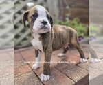 Small #8 Boxer