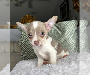Chihuahua Puppy for sale in CHARLOTTE, NC, USA