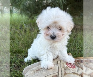 Maltese Puppy for sale in MIDDLEBURY, IN, USA
