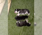 Small #27 Siberian Husky