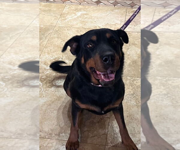 Medium Photo #3 Rottweiler-Unknown Mix Puppy For Sale in Gilbert, AZ, USA