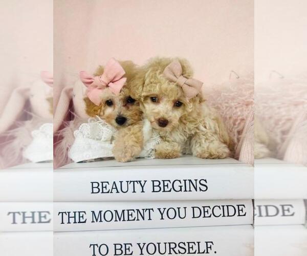 Medium Photo #9 Cavapoo (Toy) Puppy For Sale in NEW YORK, NY, USA