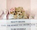 Small #8 Cavapoo (Toy)