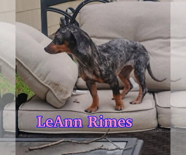 Medium Photo #16 Dachshund Puppy For Sale in San Antonio, TX, USA