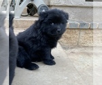 Small Photo #9 Chow Chow Puppy For Sale in LA SIERRA, CA, USA