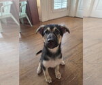 Small Shepradors