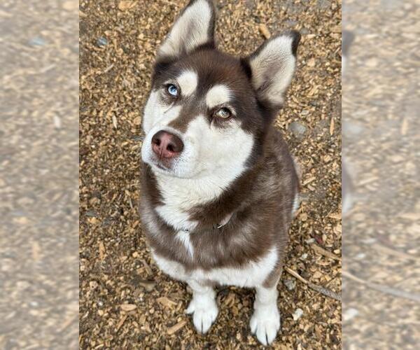Medium Photo #1 Siberian Husky Puppy For Sale in South Lake Tahoe, CA, USA
