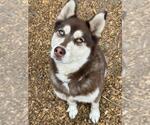 MYA - Female Siberian Husky Dog for Adoption - Small photo