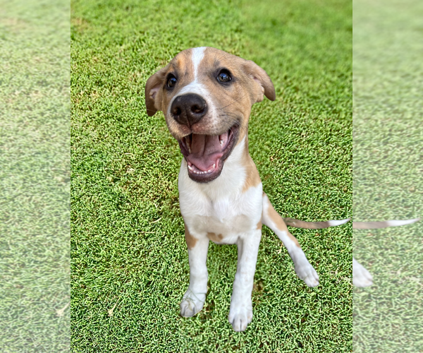 Medium Photo #2 Shepradors Puppy For Sale in McKinney, TX, USA