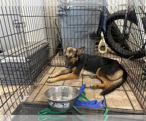 German Shepherd Dog Dogs for adoption in Houston, TX, USA