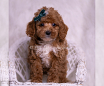 Puppy Galaxy AKC Poodle (Toy)