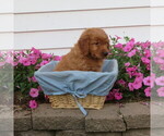 Puppy Red collar English Cream Golden Retriever