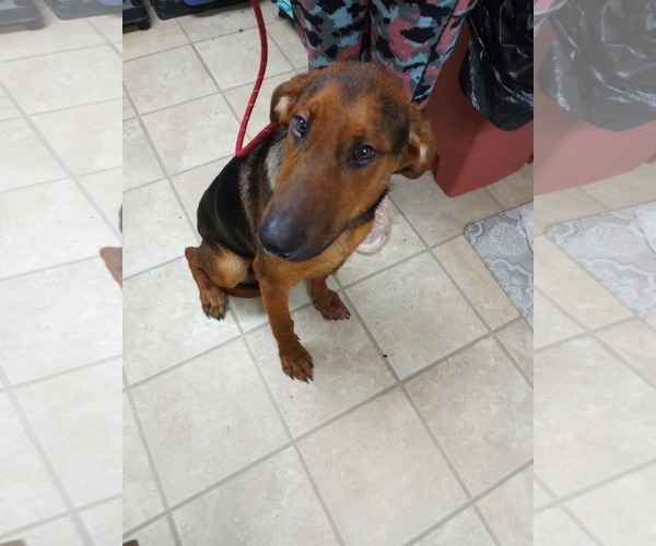 Medium Photo #3 Doberman Pinscher-German Shepherd Dog Mix Puppy For Sale in Frenchburg, KY, USA