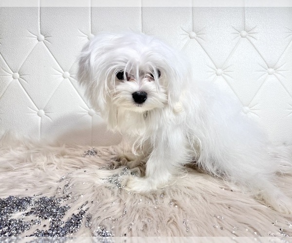 Medium Photo #27 Maltese Puppy For Sale in HAYWARD, CA, USA