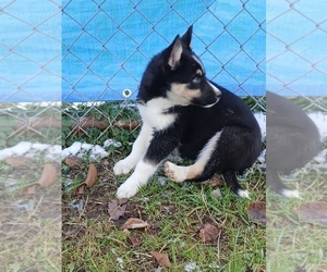 Siberian Husky Puppy for sale in LONG EDDY, NY, USA