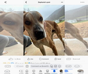 Beagle-Unknown Mix Dogs for adoption in Blairsville, GA, USA