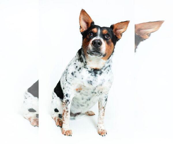 Medium Photo #3 Mutt Puppy For Sale in Queen Creek, AZ, USA