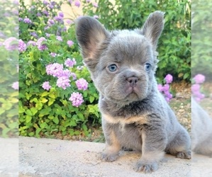 French Bulldog Puppy for sale in LAS VEGAS, NV, USA