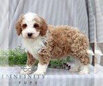 Small #3 Poodle (Miniature)