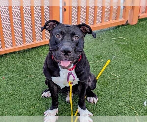 Medium Photo #2 American Pit Bull Terrier-Unknown Mix Puppy For Sale in Las Vegas, NV, USA
