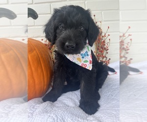 Labradoodle Puppy for sale in PEMBROKE, GA, USA