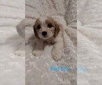 Small Photo #3 Cavachon Puppy For Sale in HOMELAND, CA, USA