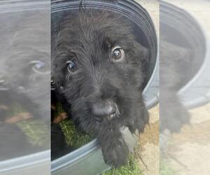 Shih Tzu-Unknown Mix Dogs for adoption in San Antonio, TX, USA