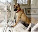 Small Black Mouth Cur-Pug Mix