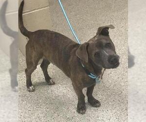 American Pit Bull Terrier Dogs for adoption in Conroe, TX, USA