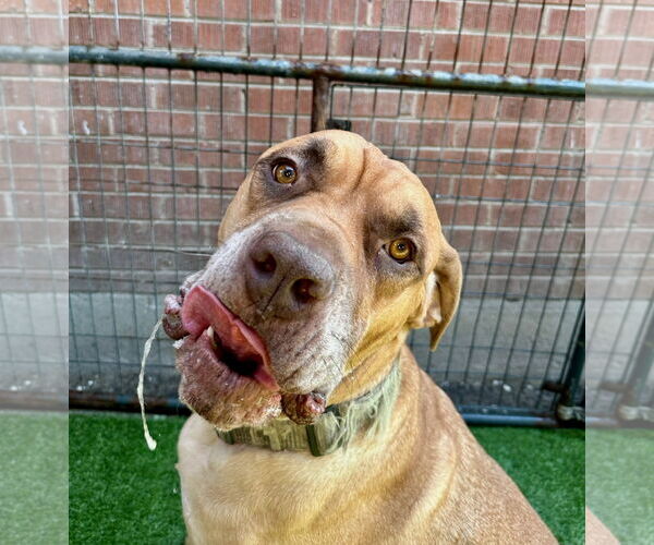 Medium Photo #4 Mastiff Puppy For Sale in Goodyear, AZ, USA