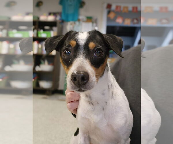 Medium Photo #7 Mutt Puppy For Sale in St. Louis Park, MN, USA