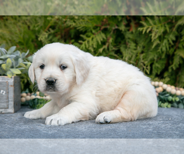 Medium Photo #3 English Cream Golden Retriever Puppy For Sale in ROCHESTER, IN, USA
