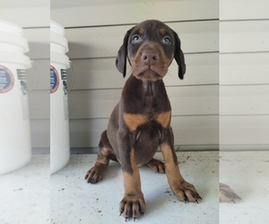 Doberman Pinscher Puppy for sale in SUMMERVILLE, GA, USA
