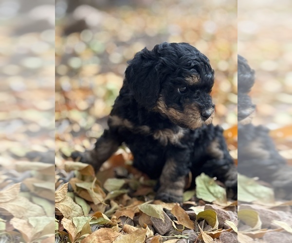 Medium Photo #3 Bernedoodle (Miniature) Puppy For Sale in LONGMONT, CO, USA