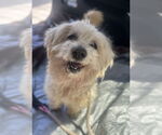 Small #6 Havanese Mix