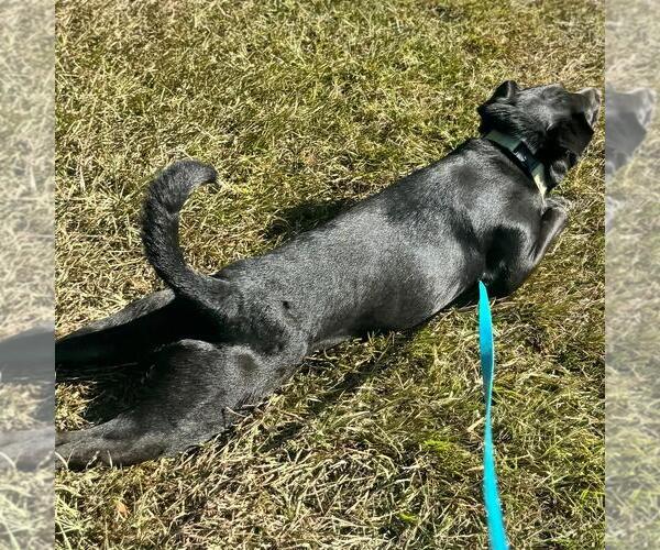 Medium Photo #11 Labrador Retriever-Unknown Mix Puppy For Sale in Yardley, PA, USA