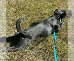 Small #10 Labrador Retriever Mix