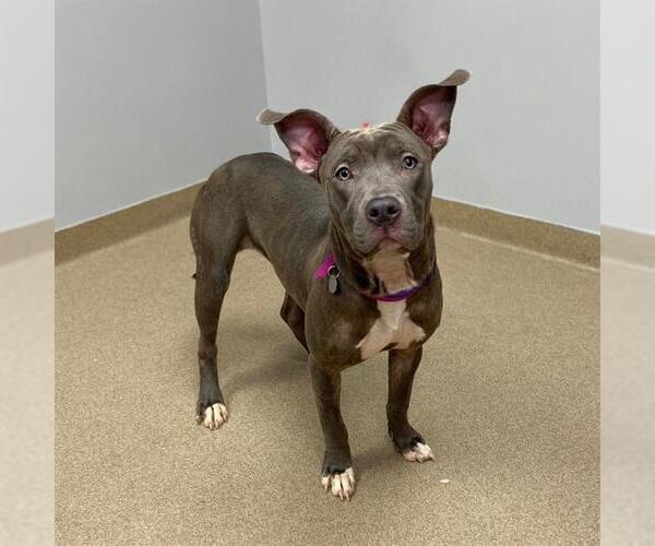 Medium Photo #1 American Pit Bull Terrier Puppy For Sale in Aurora, CO, USA