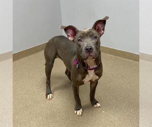 American Pit Bull Terrier Dogs for adoption in Aurora, CO, USA