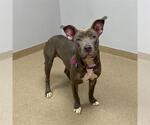 Small American Pit Bull Terrier