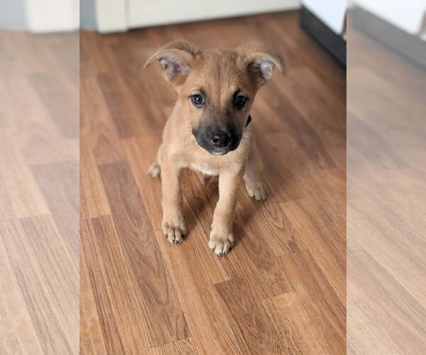 Medium Photo #6 Boxer-German Shepherd Dog Mix Puppy For Sale in SHERBURNE, NY, USA