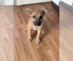 Small #5 Boxer-German Shepherd Dog Mix