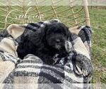 Small Photo #22 Havapoo Puppy For Sale in NIANGUA, MO, USA