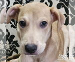 Small #3 Labrador Retriever Mix